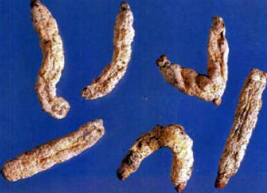 Jiangcan
